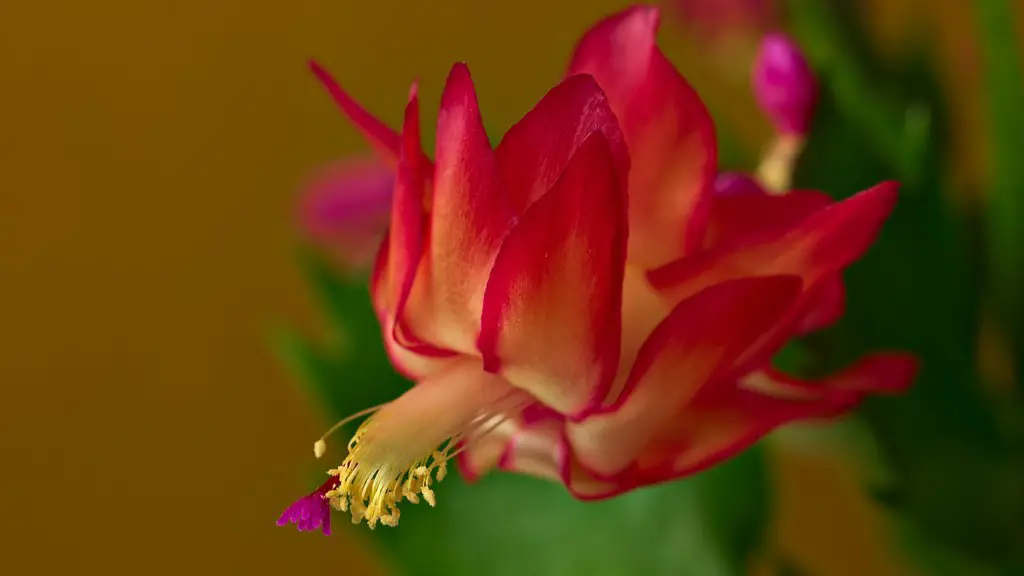 Why are the buds falling off my christmas cactus?