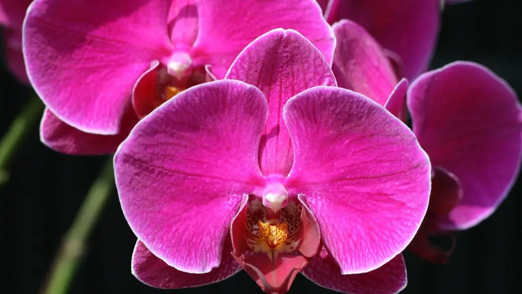 How to press a tulip flower?