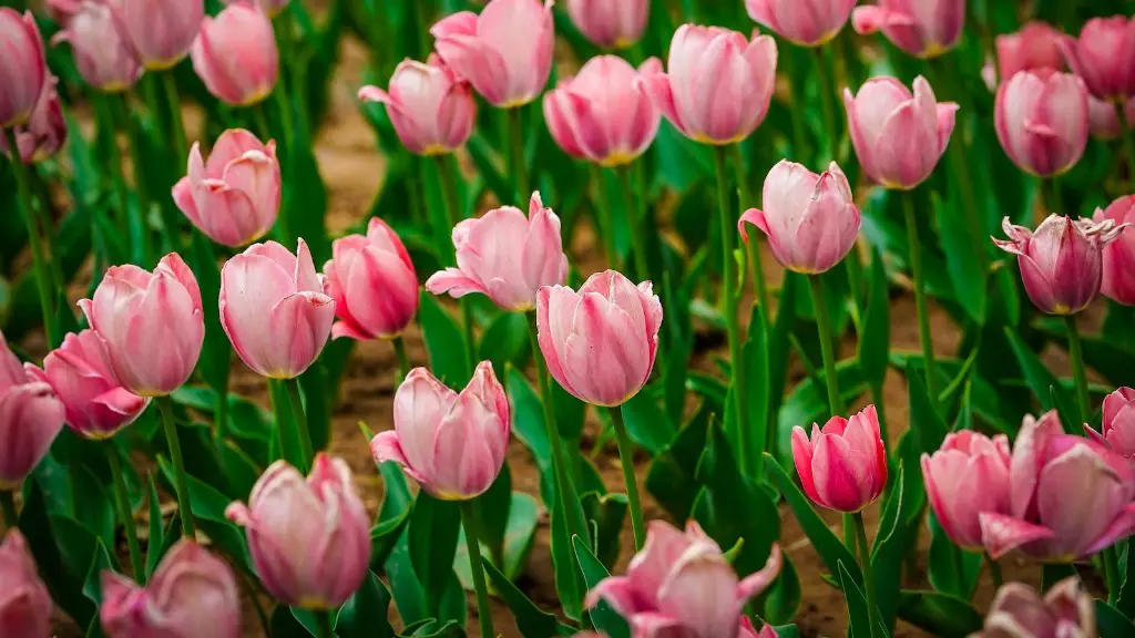 How to draw a tulip flower realistic?