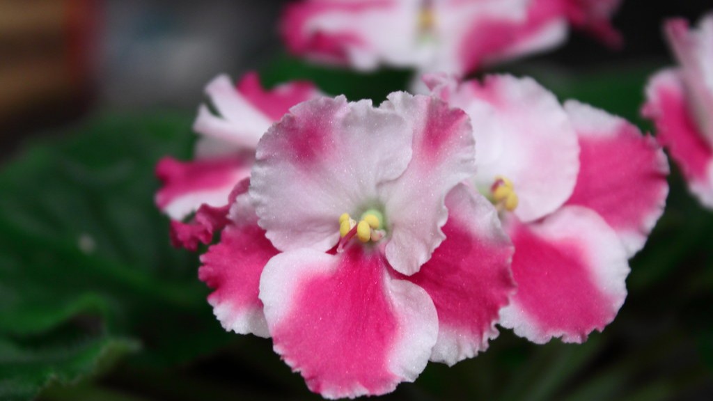 Will msma kill african violets in the lawn?
