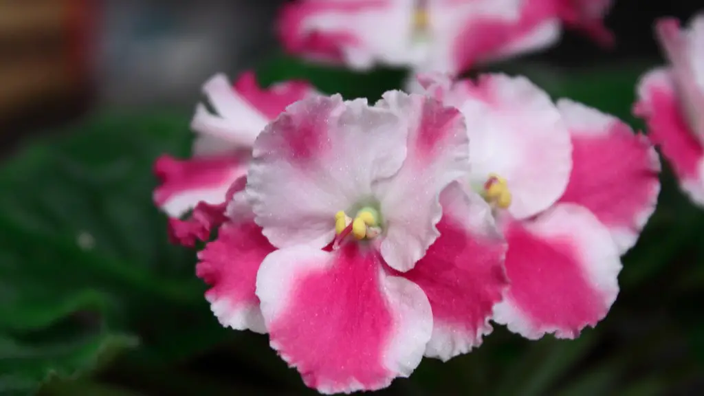 What causes crown rot in african violets?