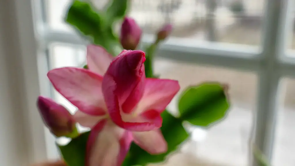 Can christmas cactus be outside?