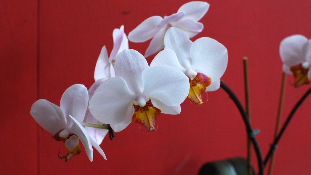 How to get a phalaenopsis orchid to bloom again?