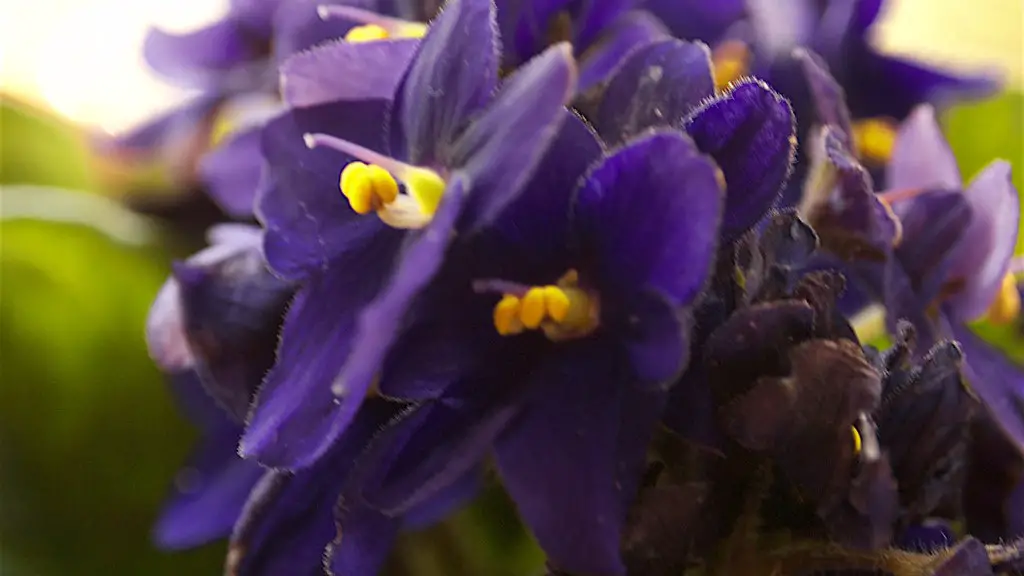 How to cross pollinate african violets?