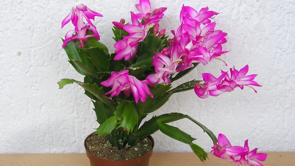 What is the difference between thanksgiving and christmas cactus?