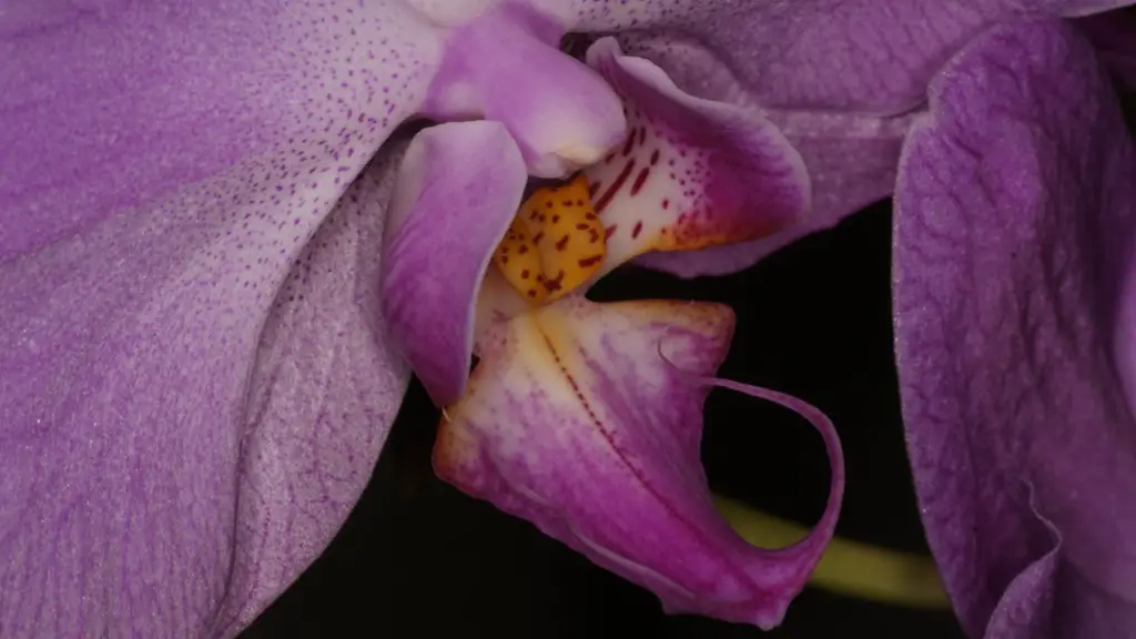 What do mites look like on african violets?