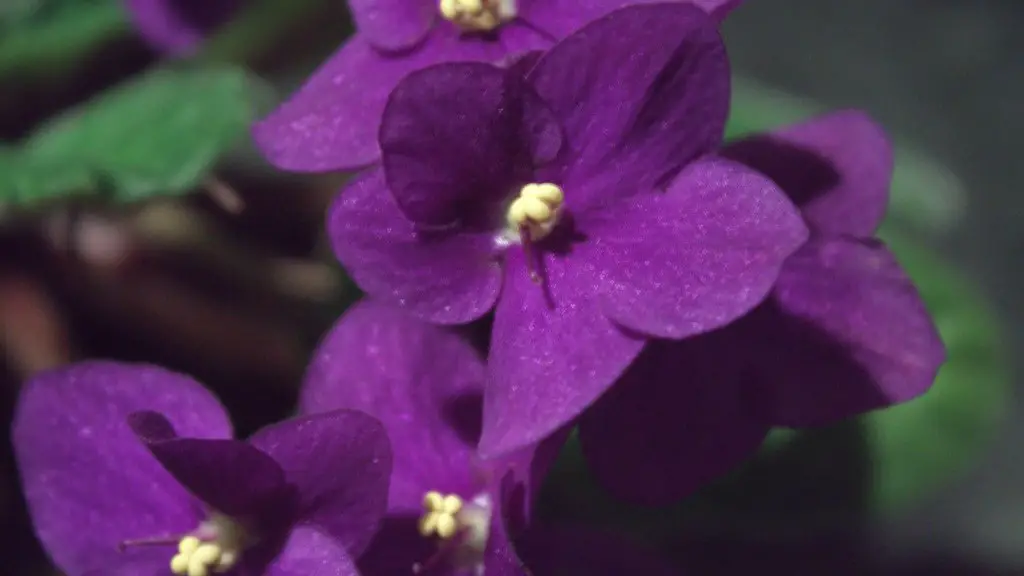 How much to water african violets?