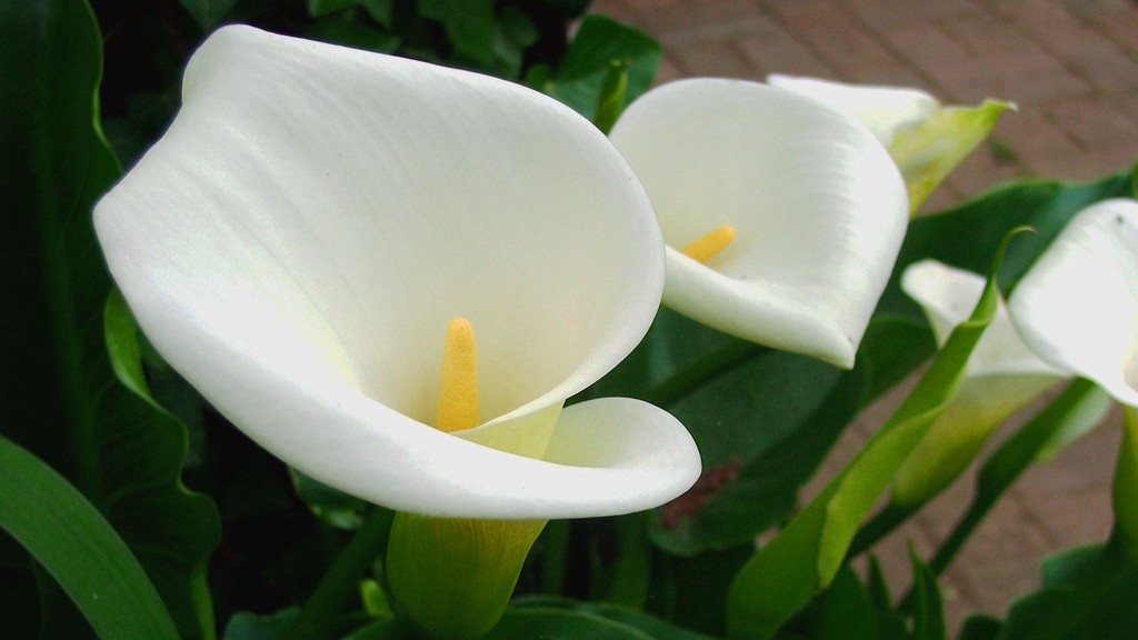How to paint calla lily one stroke?