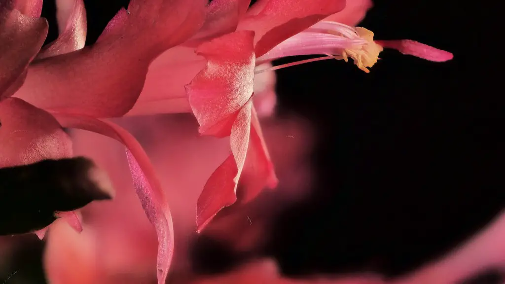 How do you get your christmas cactus to bloom?