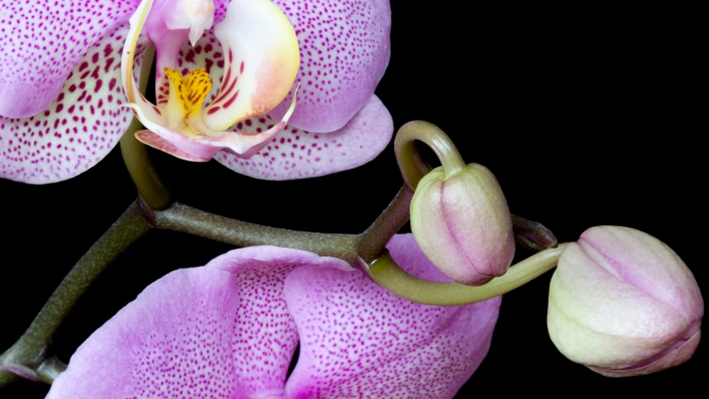 How to maintain a phalaenopsis orchid?