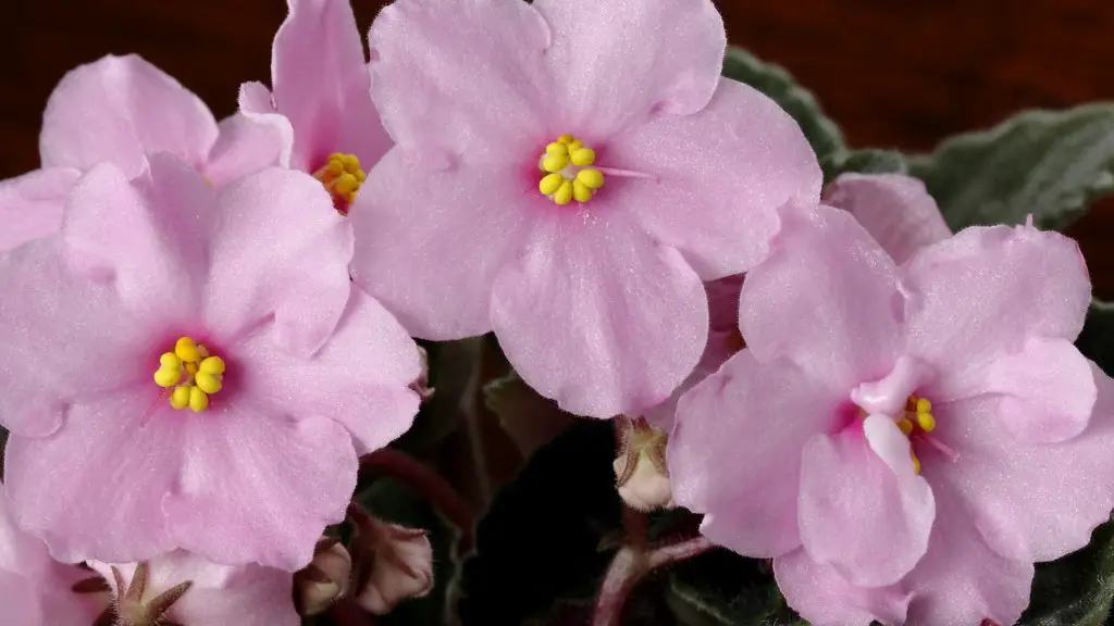 Why do african violets get yellow leaves?