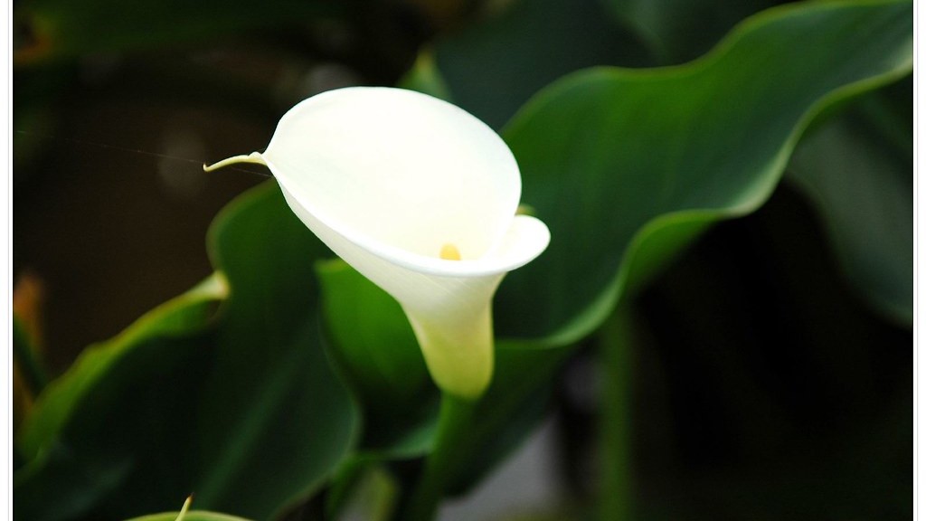 How to care for calla lily plant in pot?