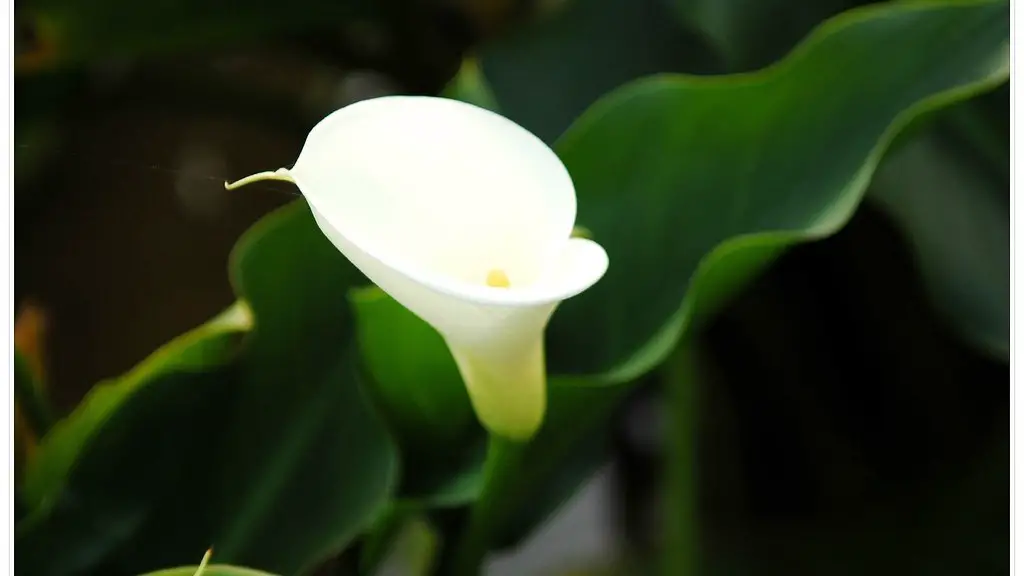 Why is my calla lily turning yellow?