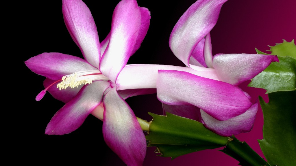 How many times does a christmas cactus bloom?