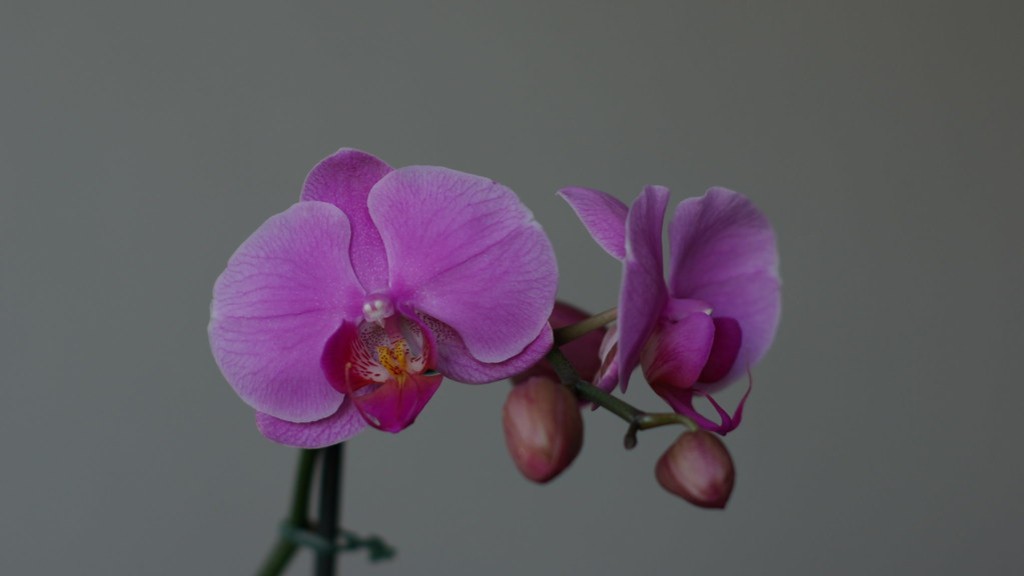 What do phalaenopsis orchid seeds look like?