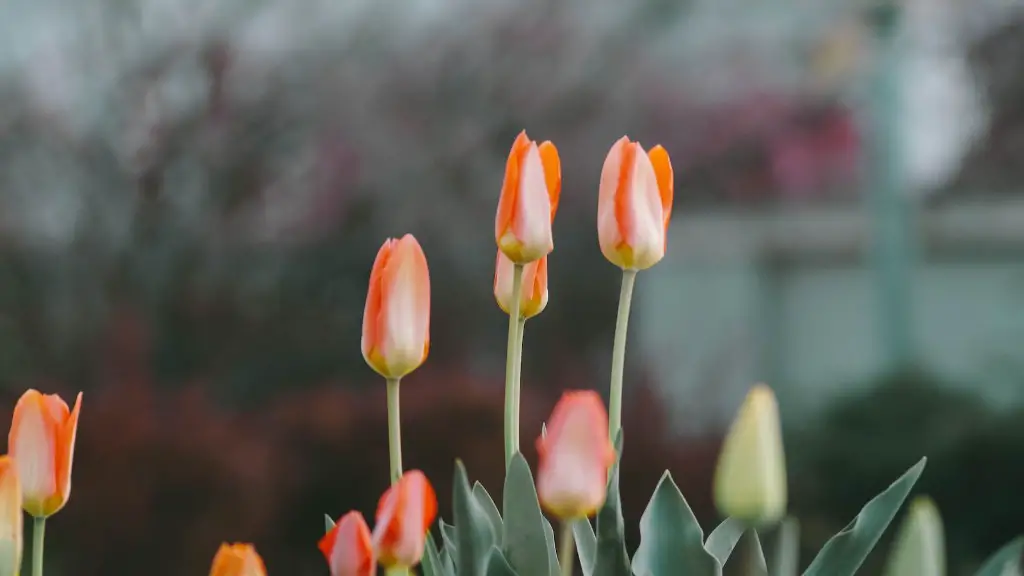 How to knit a tulip flower?