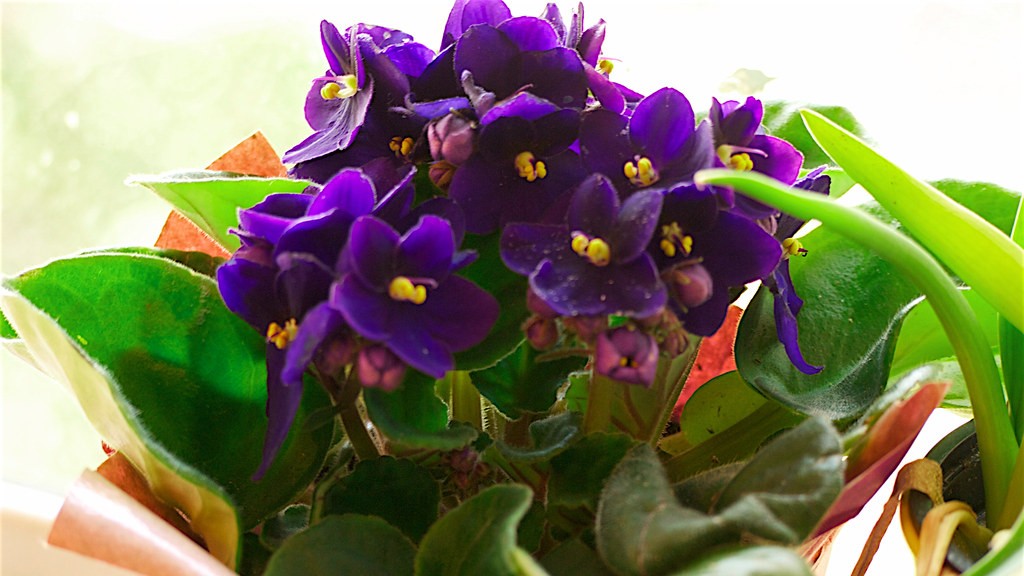 Why clustered new growth on african violets?