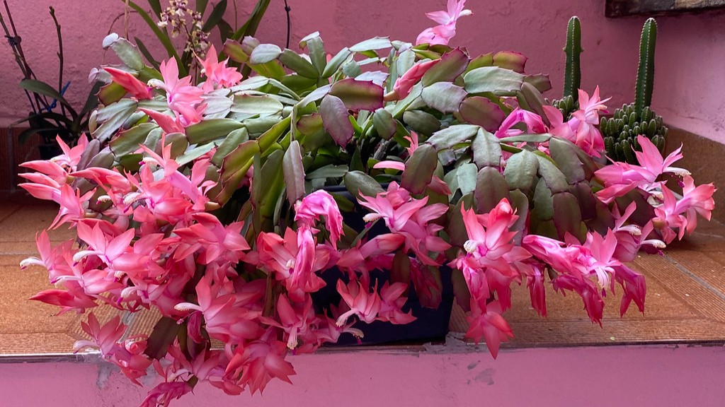 Can you propagate christmas cactus in water?