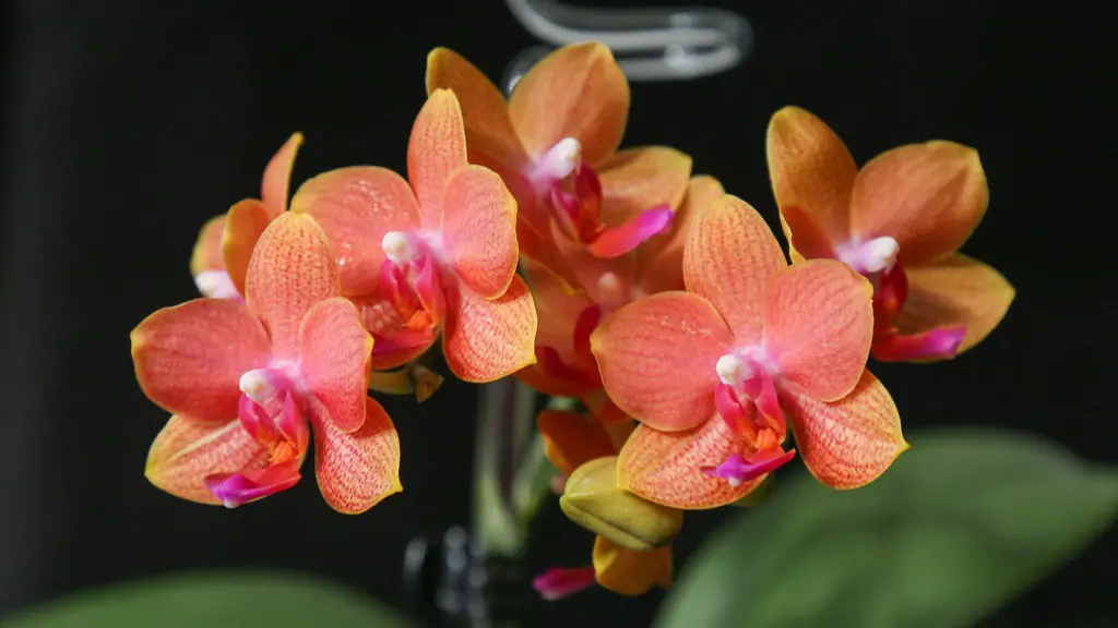 Should i fertilize phalaenopsis orchid when it is in bloom?