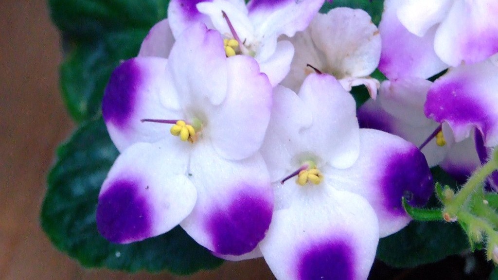 What causes white spots on african violets?