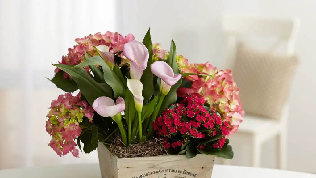 Are calla lily ok with babies?