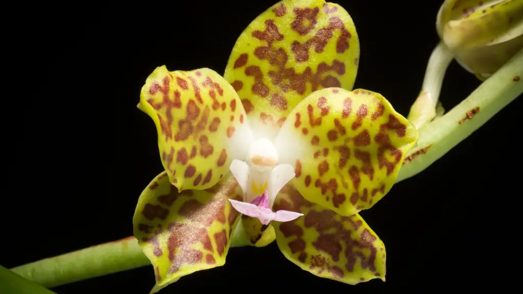 When is the best time to seperate african violets?