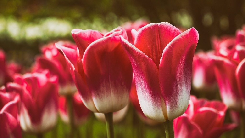 What is the meaning of a tulip flower?