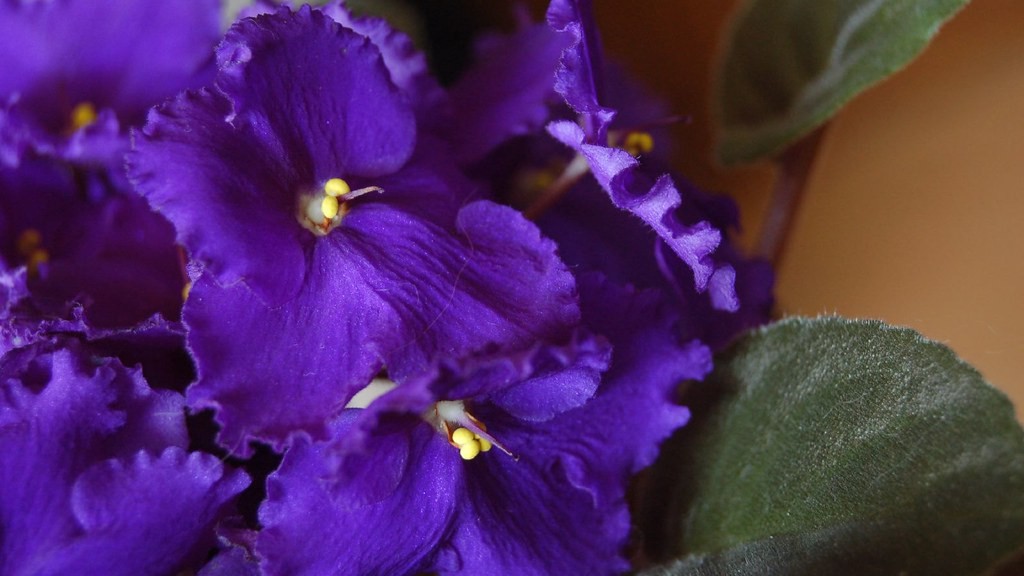 What causes african violets leaves turn beown on the 3dge?