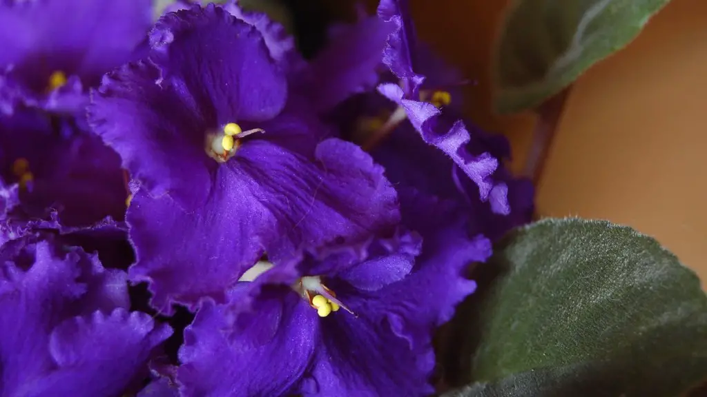 Does water high in nitrates bad for african violets?