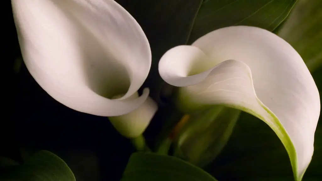 How much sun for calla lily?