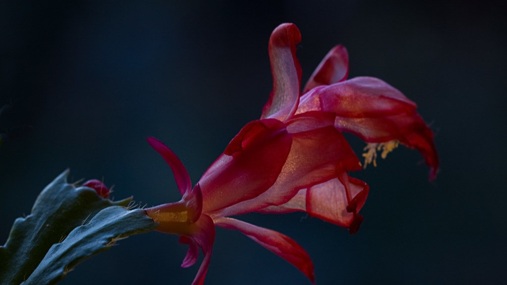 Can christmas cactus grow outside in florida?