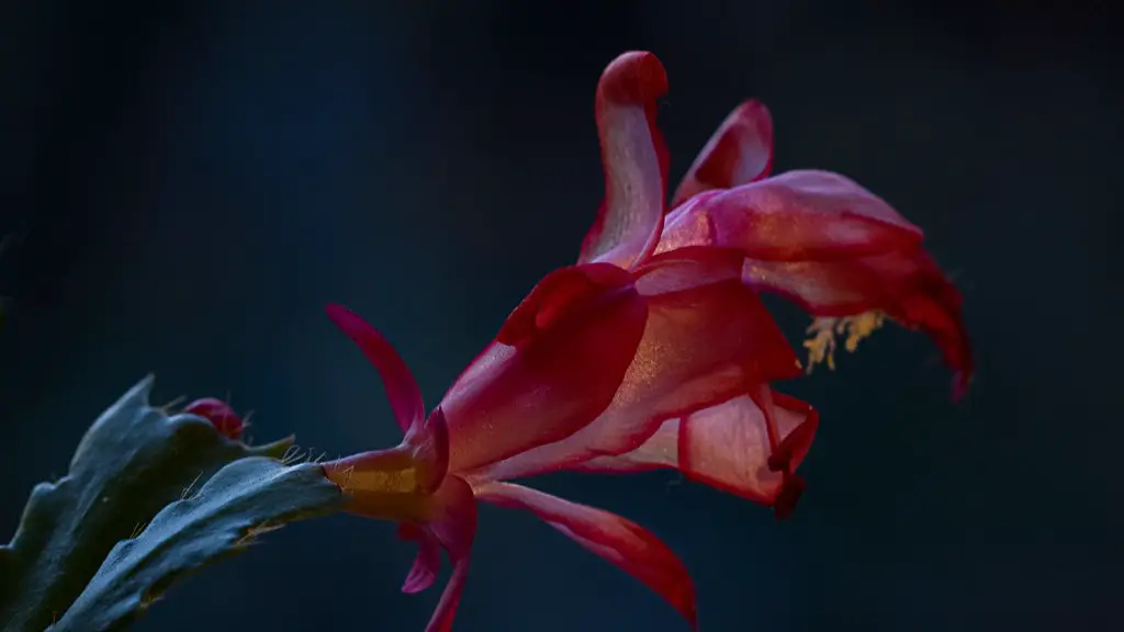 Can christmas cactus be propagated?