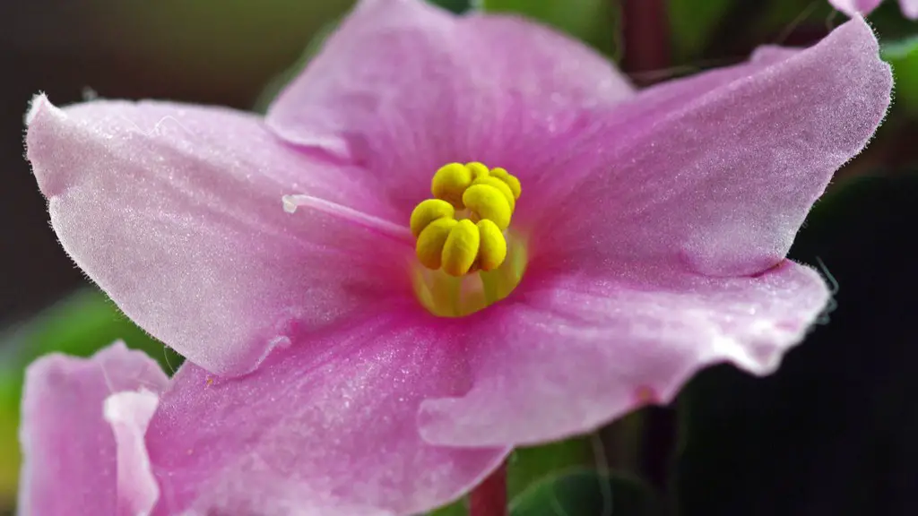 What months do african violets bloom?