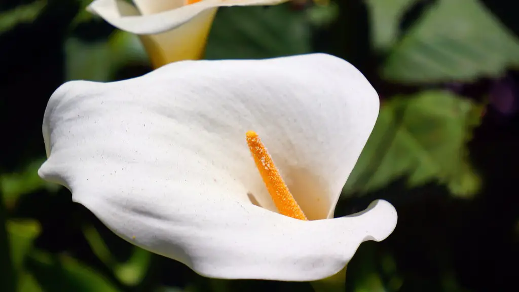 How to grow a calla lily in a pot?