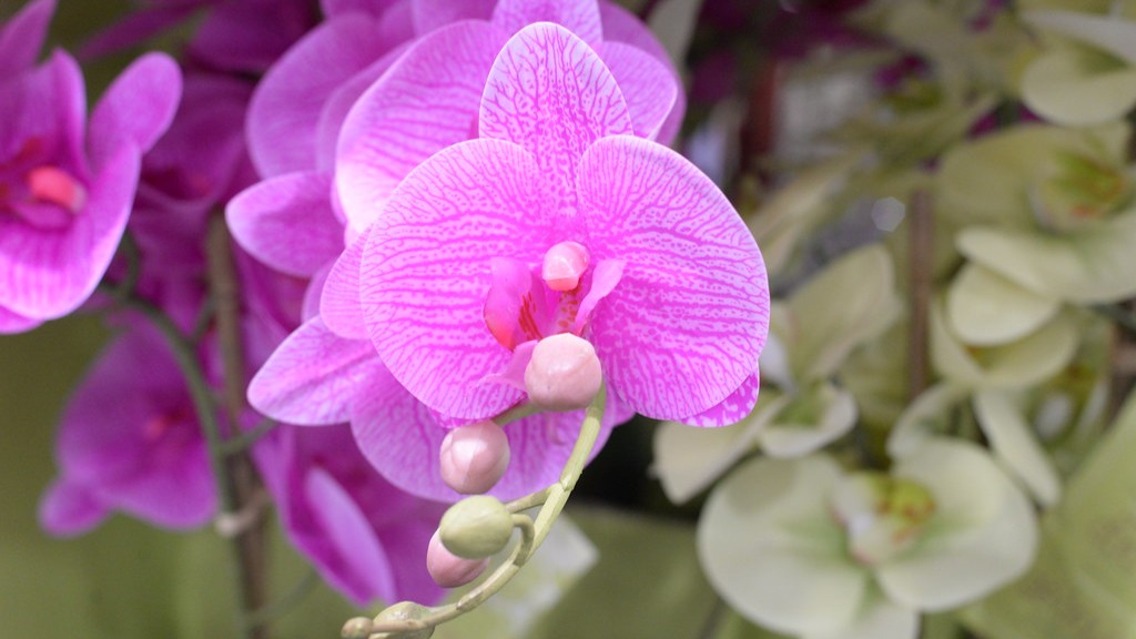 When are comming fkeikies in my phalaenopsis orchid?