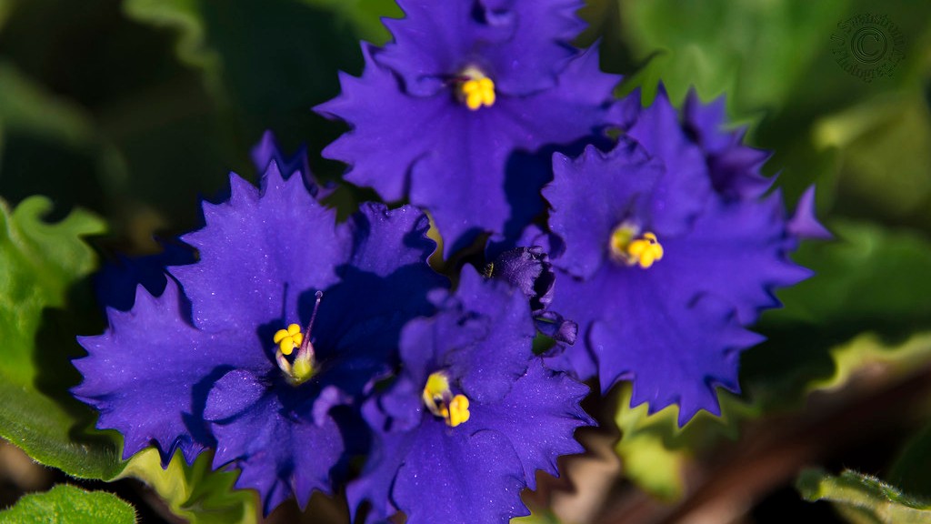 How transplant african violets?