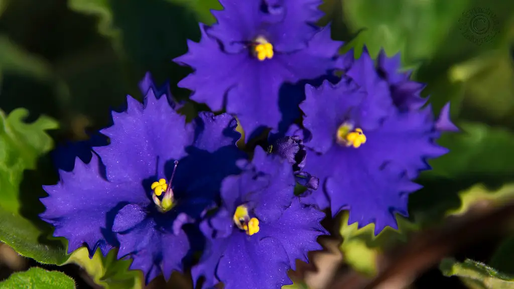 Why water african violets from below?