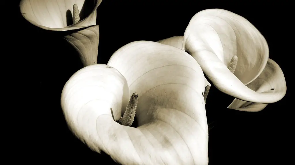 How tall does the calla lily grow?