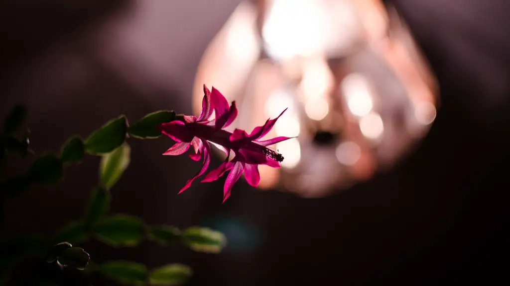 Why is my christmas cactus turning red?