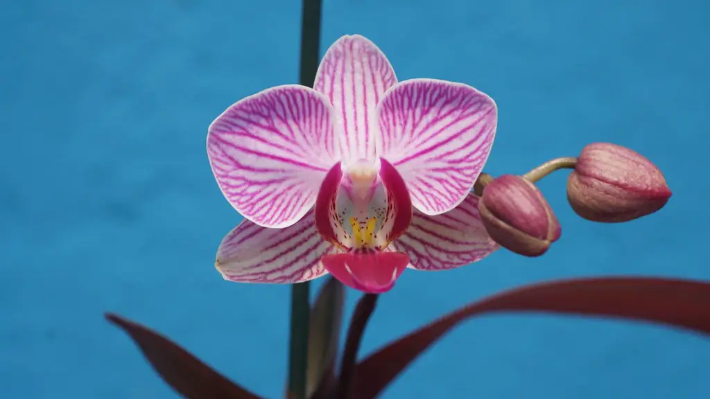 What is the best planting medium for a phalaenopsis orchid?