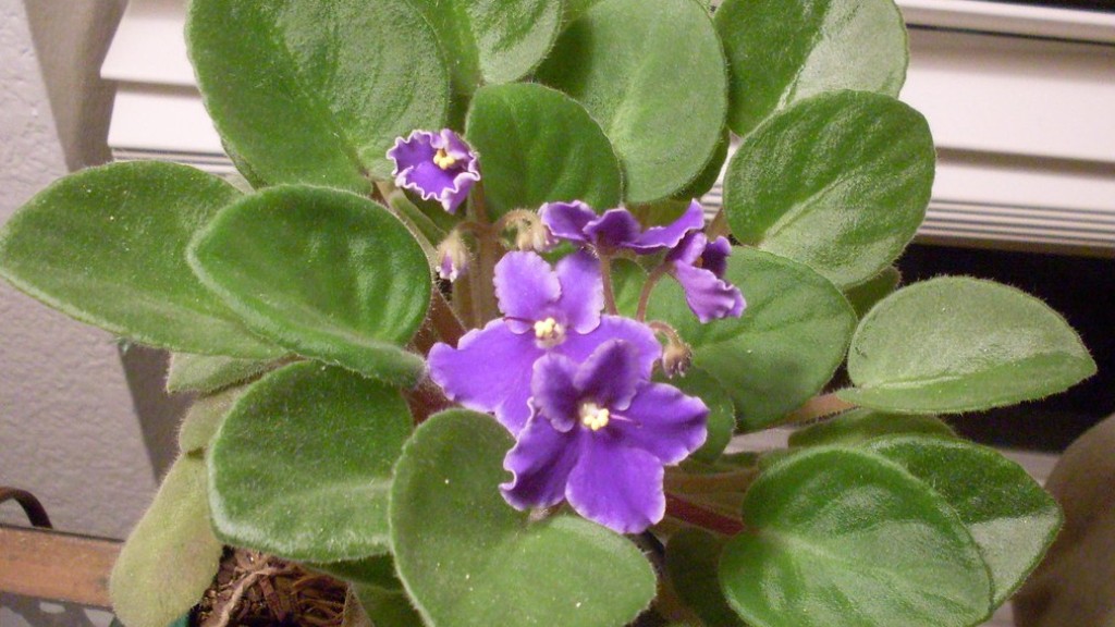 When does african violets flower?