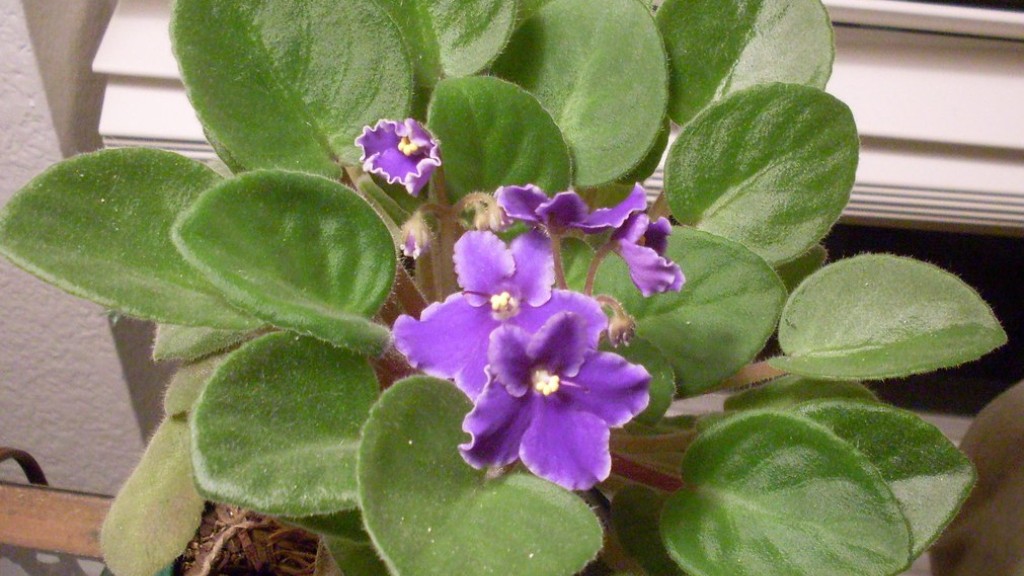 What months do african violets bloom?