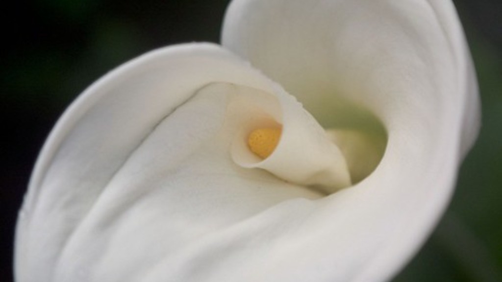 How do you make a calla lily bouquet?