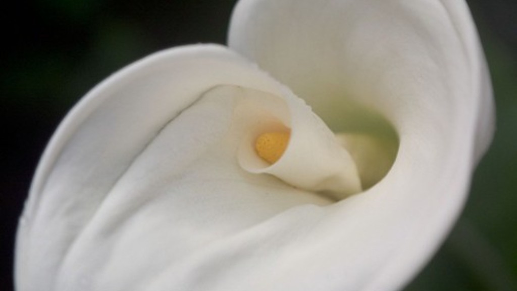 Why has my calla lily lost its colour?