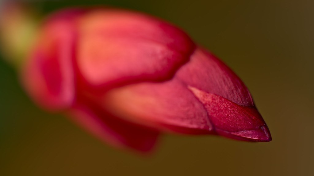 How much water do you give a christmas cactus?