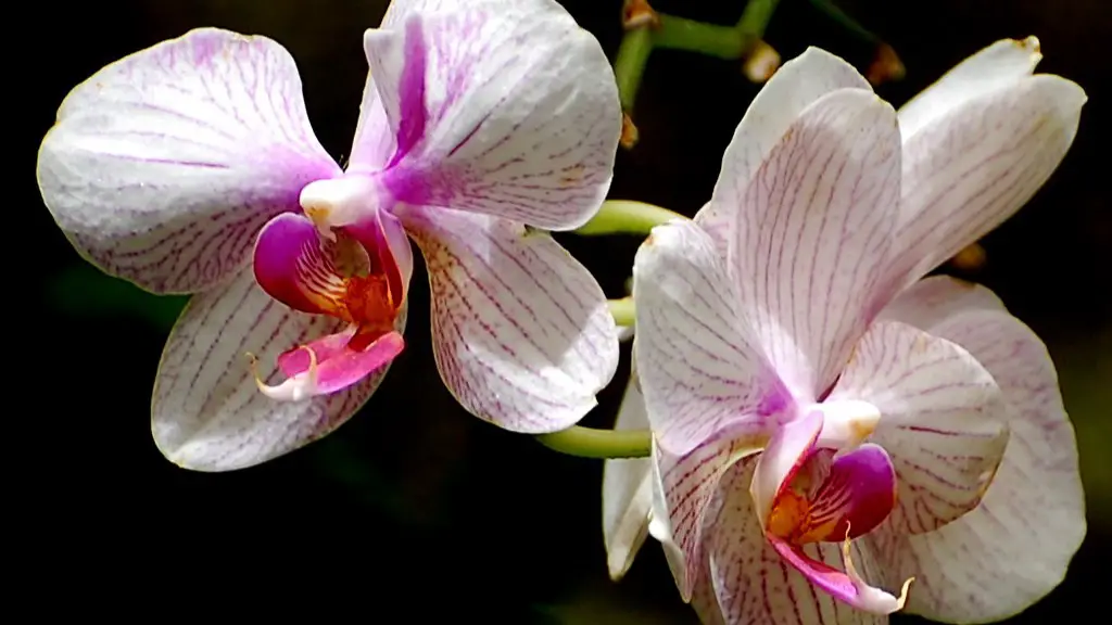 How long do phalaenopsis orchid plants last?