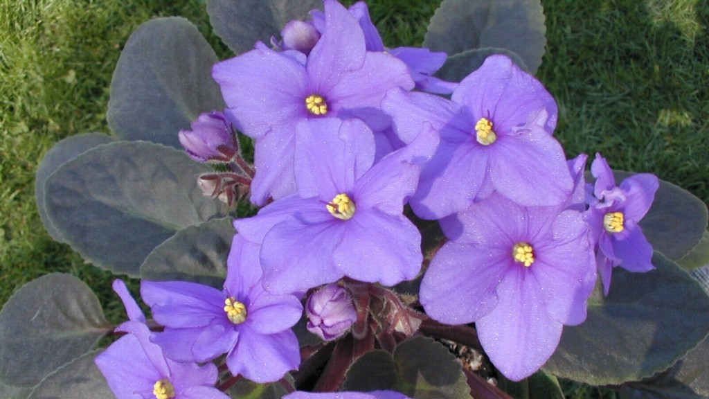 When are african violets dormant?
