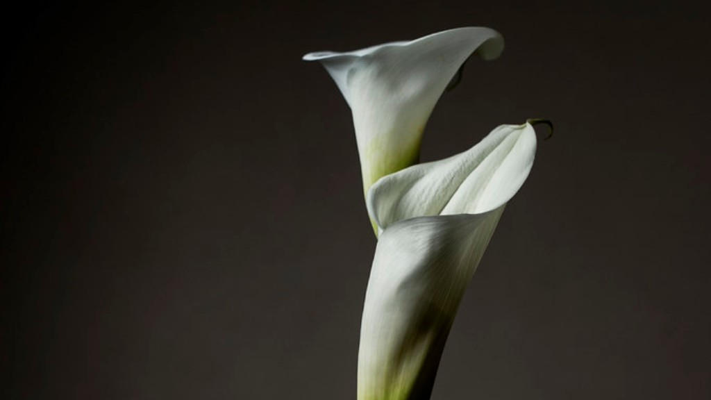 Why is my calla lily plant drooping?
