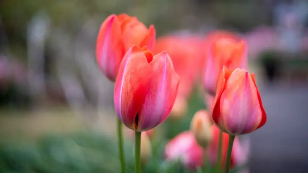 What does a tulip flower lens hood do?