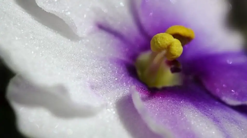 How to care for african violets after blooming?